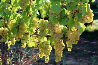 vino